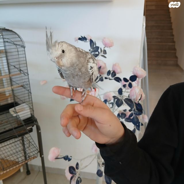 תוכי קוקוטייל