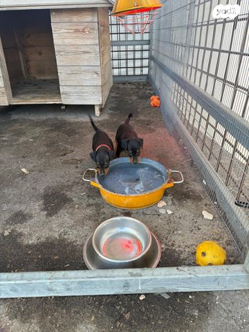 תמונת מודעה - חיות מחמד