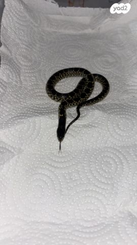 תמונת מודעה - חיות מחמד