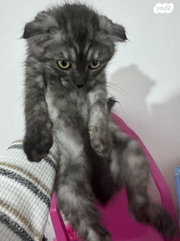 תמונת מודעה - חיות מחמד