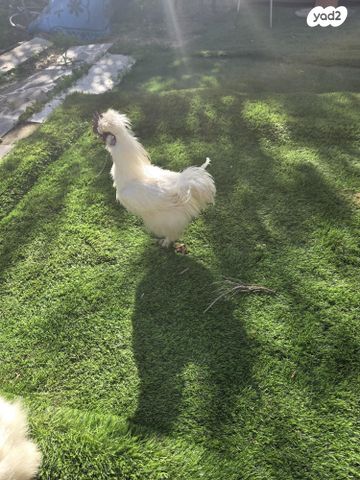 חיית משק פולני