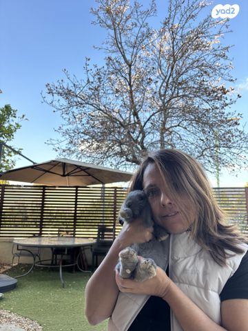 מכרסם ארנב שמוט אוזניים