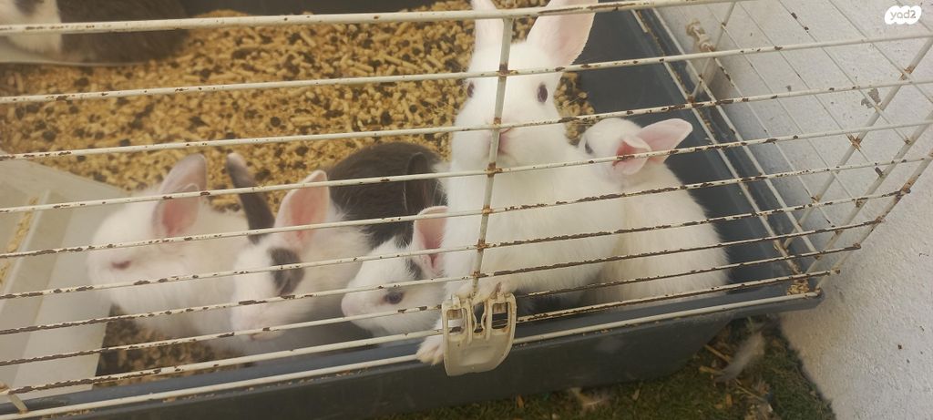 מכרסם ארנב \ שפן