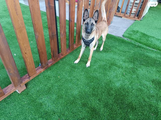 כלב רועה בלגי