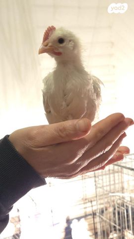 חיית משק בלאדי