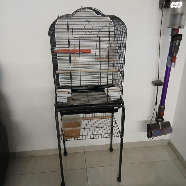 תוכי קוקוטייל