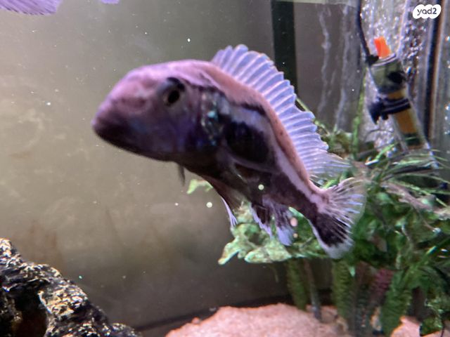 דג ציקלידים