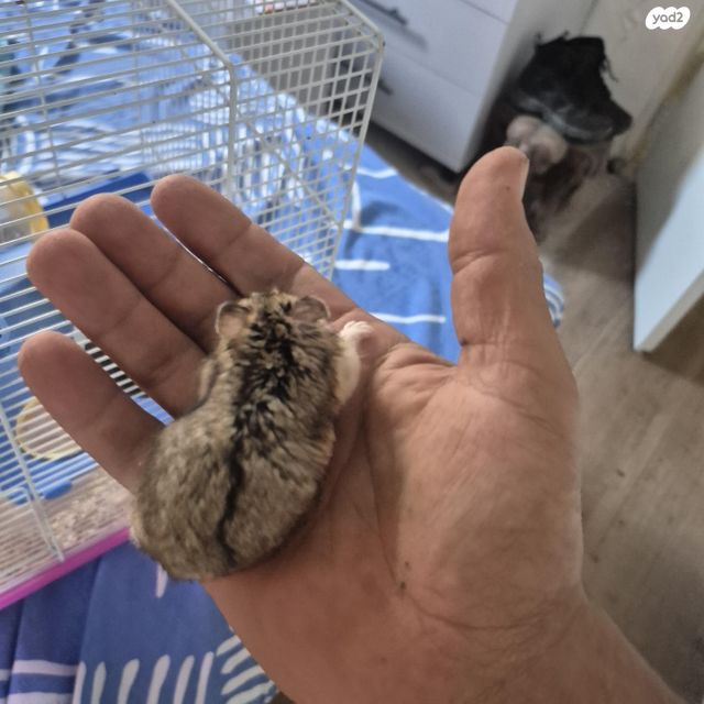 מכרסם אוגר סיבירי