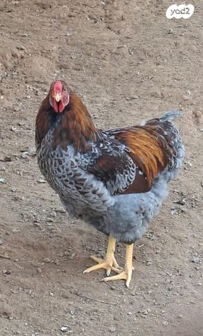 חיית משק אורפינגטון