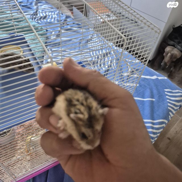 מכרסם אוגר סיבירי