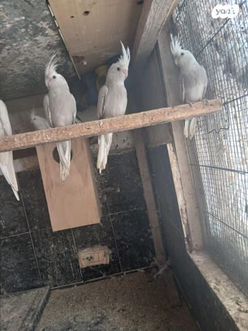 תוכי קוקוטייל