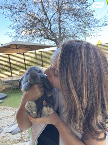 מכרסם ארנב שמוט אוזניים