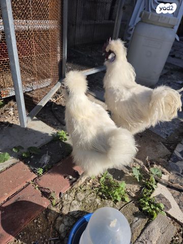 חיית משק פולני