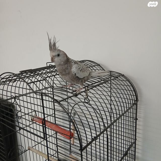 תוכי קוקוטייל