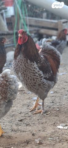 חיית משק אורפינגטון