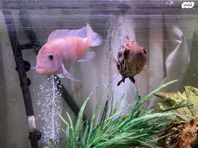 דג ציקלידים