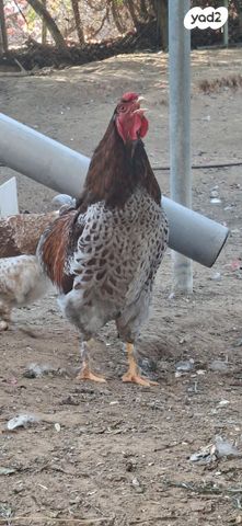 חיית משק אורפינגטון