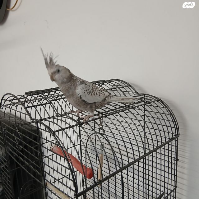 תוכי קוקוטייל