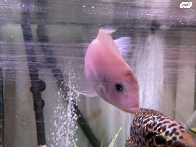 דג ציקלידים