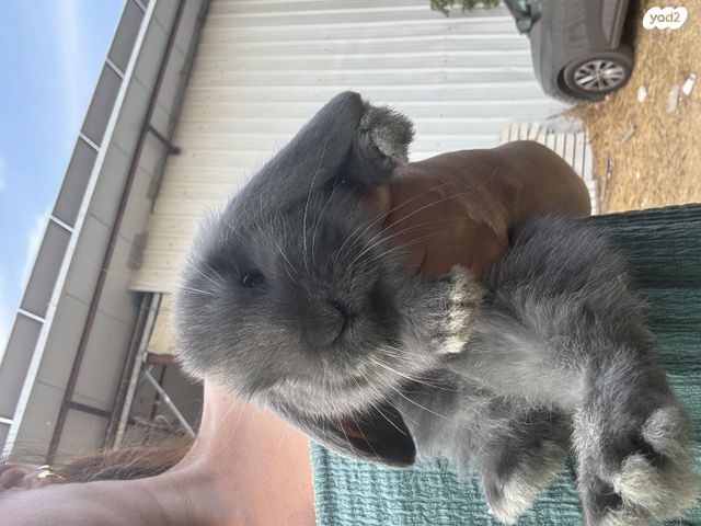 מכרסם ארנב שמוט אוזניים