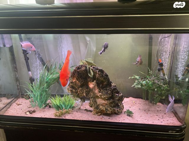 דג ציקלידים