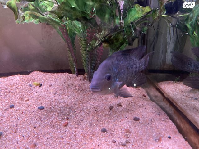 דג ציקלידים