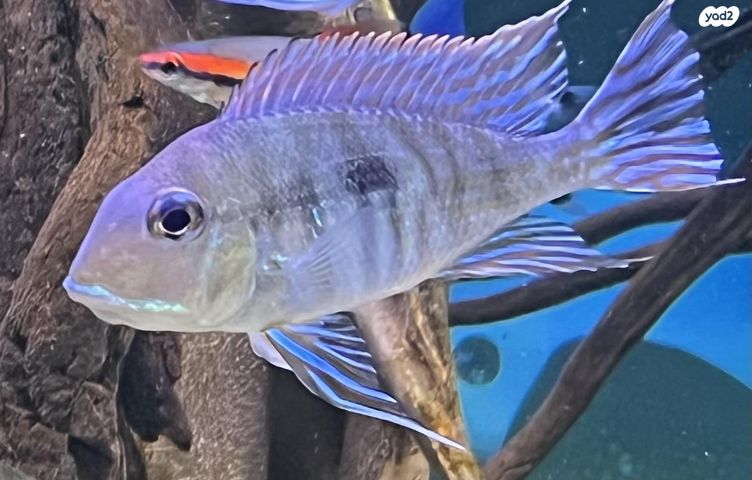 תמונת מודעה - חיות מחמד