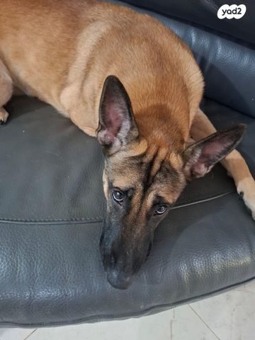 תמונת מודעה - חיות מחמד