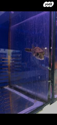 תמונת מודעה - חיות מחמד