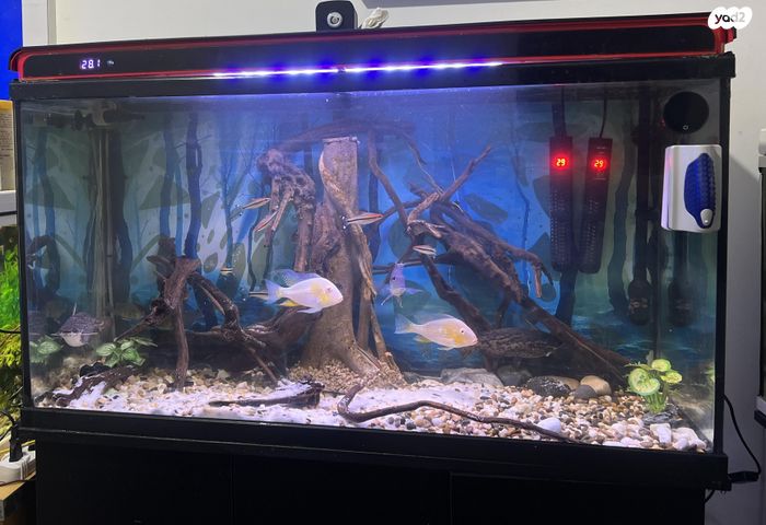 תמונת מודעה - חיות מחמד