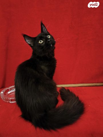 תמונת מודעה - חיות מחמד