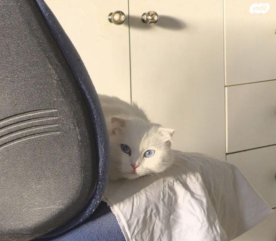 תמונת מודעה - חיות מחמד