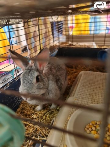 תמונת מודעה - חיות מחמד