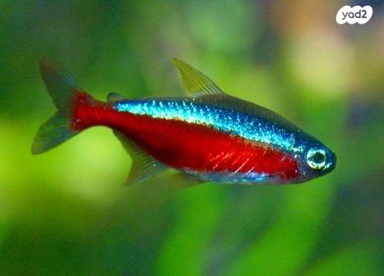 תמונת מודעה - חיות מחמד