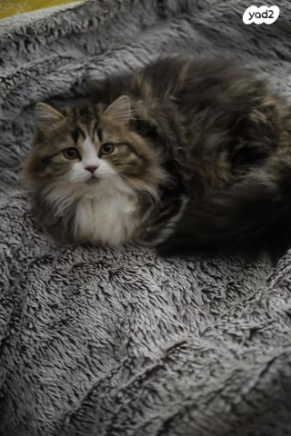 תמונת מודעה - חיות מחמד