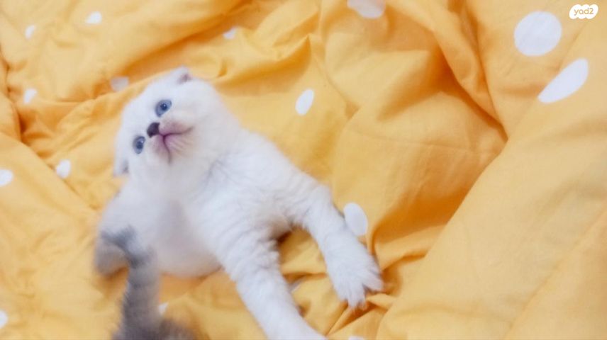 תמונת מודעה - חיות מחמד