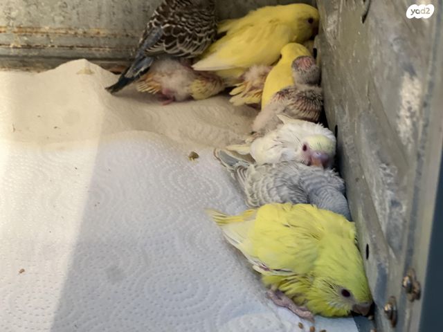 תמונת מודעה - חיות מחמד