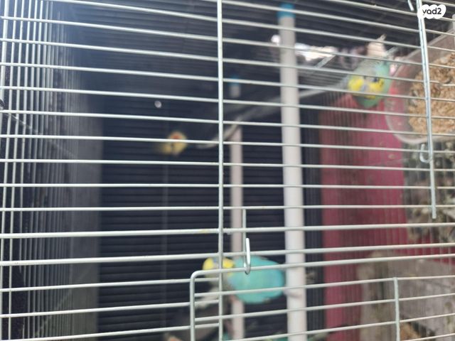 תמונת מודעה - חיות מחמד