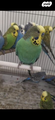 תמונת מודעה - חיות מחמד