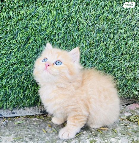 תמונת מודעה - חיות מחמד