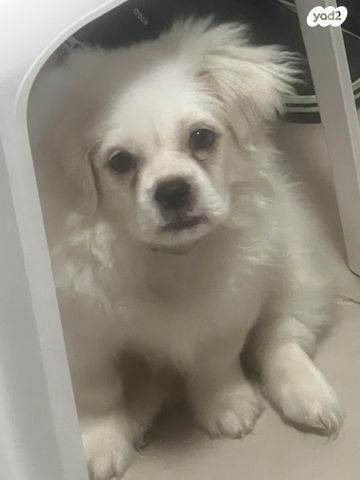 תמונת מודעה - חיות מחמד