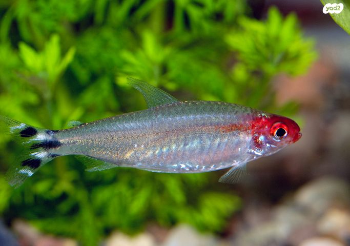 תמונת מודעה - חיות מחמד