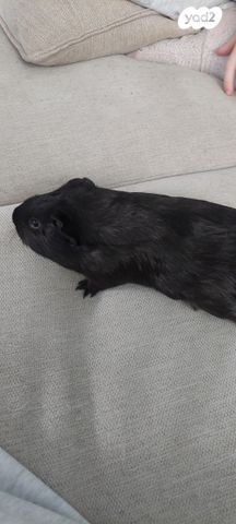 תמונת מודעה - חיות מחמד