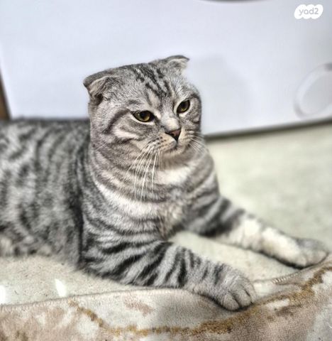 תמונת מודעה - חיות מחמד