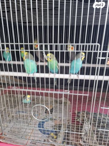 תמונת מודעה - חיות מחמד