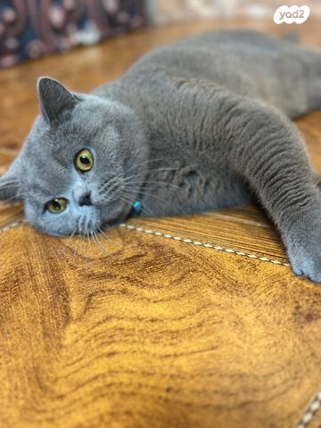 תמונת מודעה - חיות מחמד