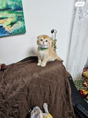 תמונת מודעה - חיות מחמד