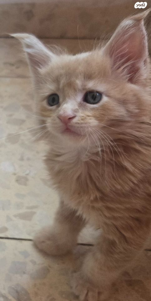 תמונת מודעה - חיות מחמד