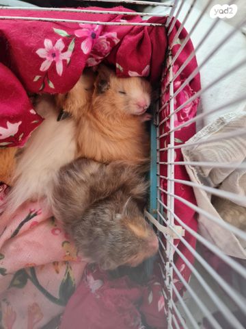 תמונת מודעה - חיות מחמד