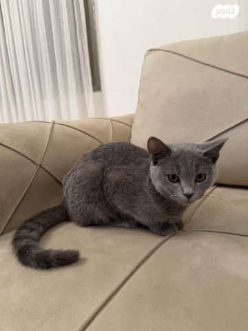 תמונת מודעה - חיות מחמד